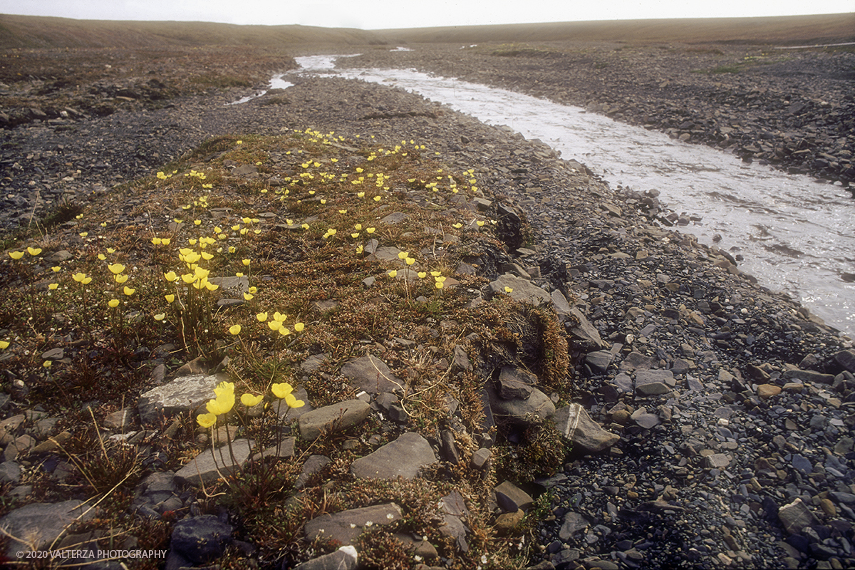 83 SIBERIA.jpg - Luglio/Agosto 1992. Siberia, terra dei Chukchi. Nell'oceano artico  125 Km a nord-est della penisola dei Chukchi (Siberia) c'Ã¨ l'isola di Wrangel, essa ospita piÃ¹ del doppio di specie vegetali (417) di qualsiasi territorio artico a paritÃ  di superficie nonchÃ¨ 30 specie diverse di uccelli oltre ad orsi polari, foche e trichechi ; per questo motivo   Ã¨ stata proclamata patrimonio dell'umanitÃ  dall'UNESCO. Nella foto la tundra dell'isola di Wrangel in piena fioritura.